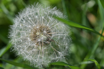 white dandelion