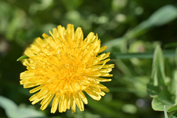 yellow dandelion