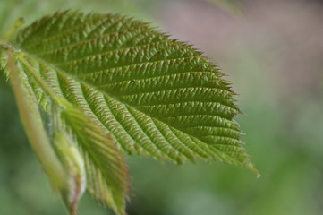 Spring blooming green leaves