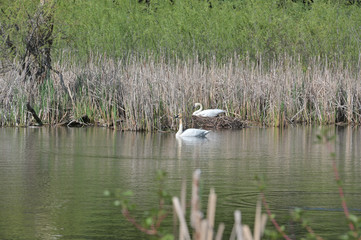 White Swan