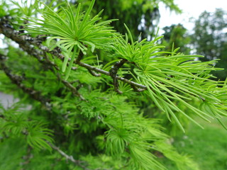 Golden Larch Tree