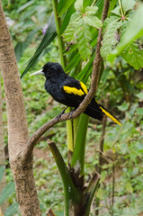Yellow wing black bird perches on a branch.