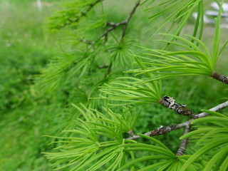 Golden Larch Tree