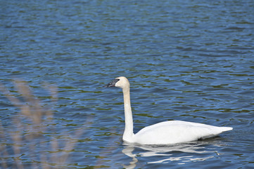 White Swan