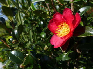 Camellia Flower