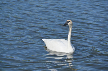 White Swan