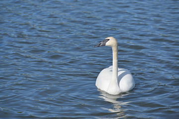White Swan