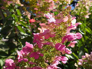 hydrangea paniculata
