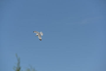 Seagull in flight