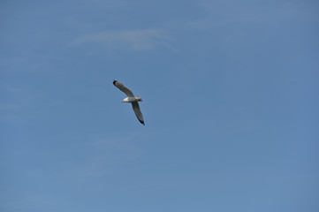 Seagull in flight