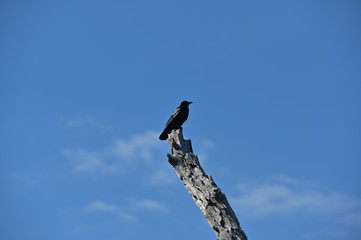 Fototapeta premium black Crow