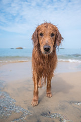Golden retriever playing with water at the beach