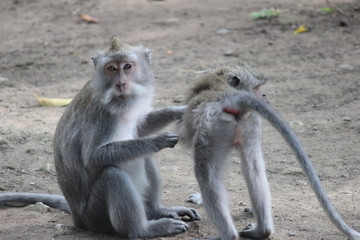 Obraz premium 神々の住み給う地 という名の観光地 バリ島(インドネシア)