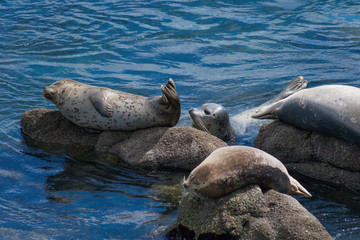 Fototapeta premium Monterey California Sea Lions