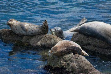 Fototapeta premium Monterey California Sea Lions