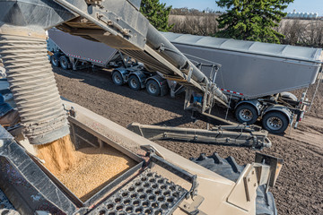 Loading wheat seed from the semi into the air drill for seeding in Saskatchewan, Canada