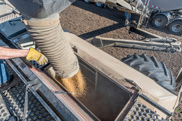 Loading wheat seed from the semi into the air drill for seeding in Saskatchewan, Canada