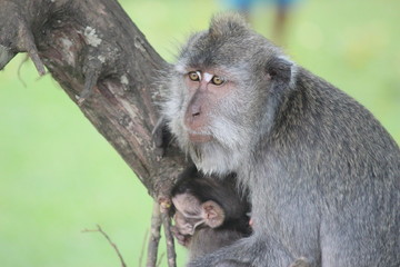 神々の住み給う地　という名の観光地　バリ島(インドネシア)