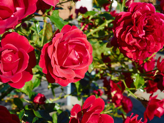 Beutiful blooming red roses in the garden