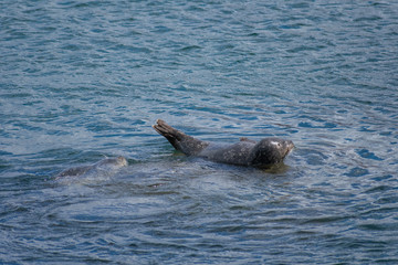 Fototapeta premium Monterey California Sea Lions