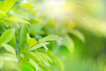 Fototapeta na wymiar Closeup beautiful green leaf soft blurred nature greenery sun light background in garden with copy space for text. Background natural green plants landscape, ecology, concept