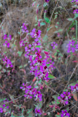 California Wild Flowers