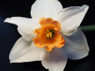 White Daffodil with Orange Center on Black Background