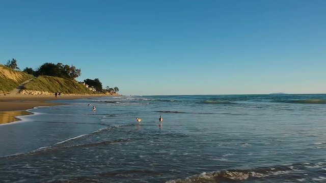 Aerial Shot of Birds in Beach Surf at Rincon Beach Park, California