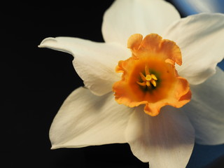 Fototapeta na wymiar White Daffodil with Orange Center on Black Background