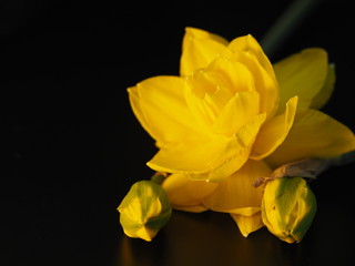 Double Daffodil with Buds against Black Background