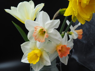 Obraz na płótnie Canvas Mixed Daffodils in Vase Studio Shot with Mood Lighting and Black Background