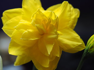 Double Daffodil with Buds against Black Background