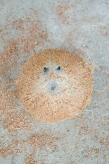 dry coconut shell on cement floor