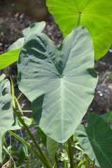 fresh colocasia esculenta leaves in nature garden