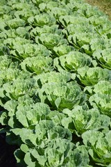 Naklejka premium green cauliflower plants in vegetable garden