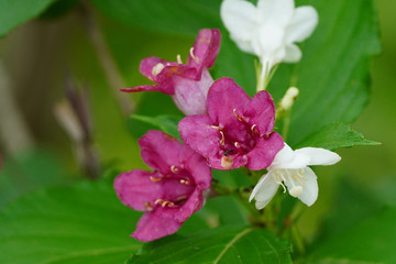 pink and white flower