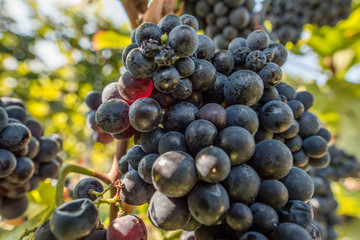 Pinot noir - spätburgunder