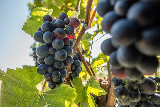 Pinot noir - sp&auml;tburgunder