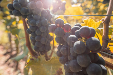 Pinot noir - spätburgunder