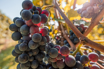 Pinot noir - spätburgunder