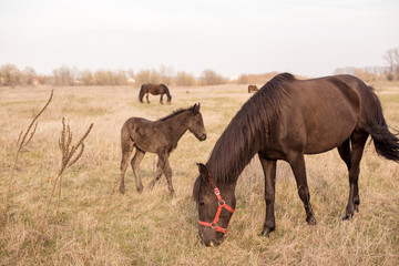 Naklejka na ściany i meble Horses in a field, landscape