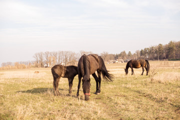 Fototapeta na wymiar Horses in a field, landscape