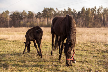 Horses in a field, landscape