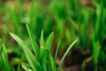 Macro shot of a leaf, grass sprout on a blurred background.