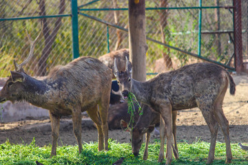 A still of a musk deer from a zoo