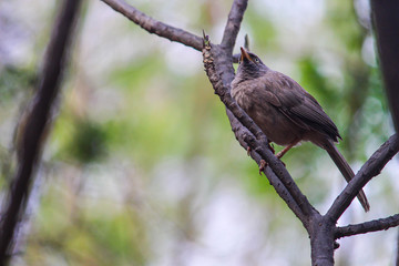Female Brewer's blackbird on the tree