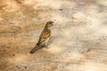 Italian Sparrow is a passerine bird of the sparrow family
