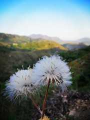 White flower top on the hill 