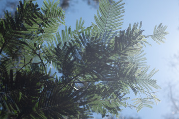 pine branches against sky