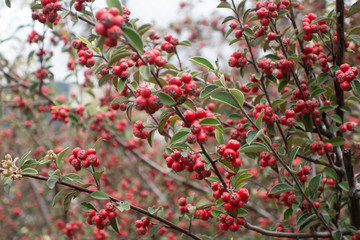 red berries on a bush